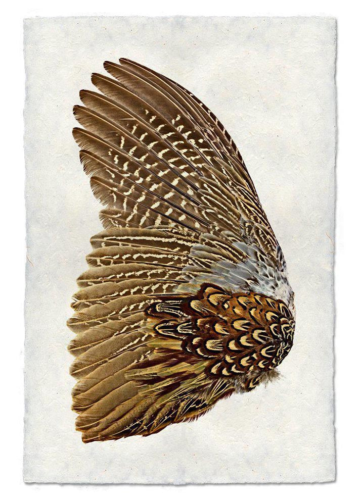 Wings & Tails