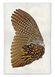 Wings & Tails