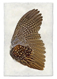 Wings & Tails