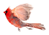 Northern Cardinal