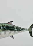 Little Tunny Fish Object Art