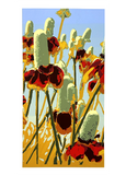 Mexican Hats