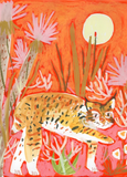 "Little Bobcat"