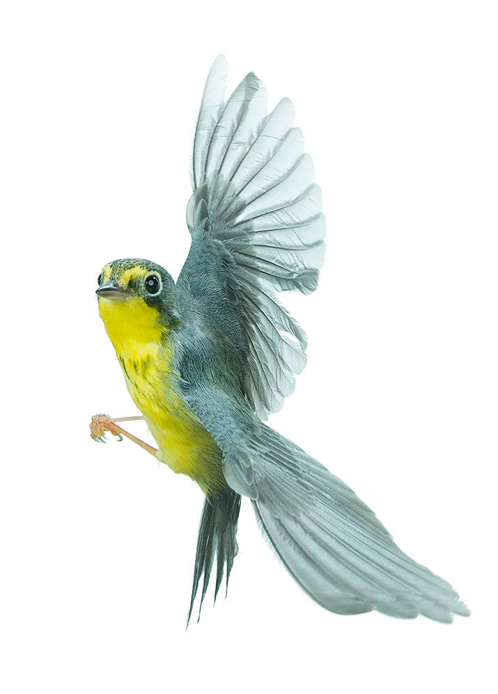 Canada Warbler